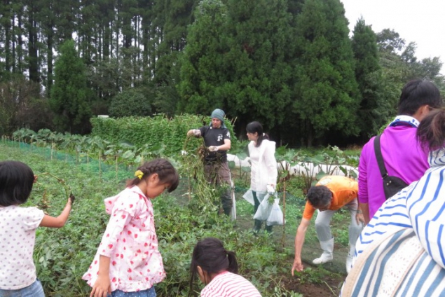 野菜の収穫体験